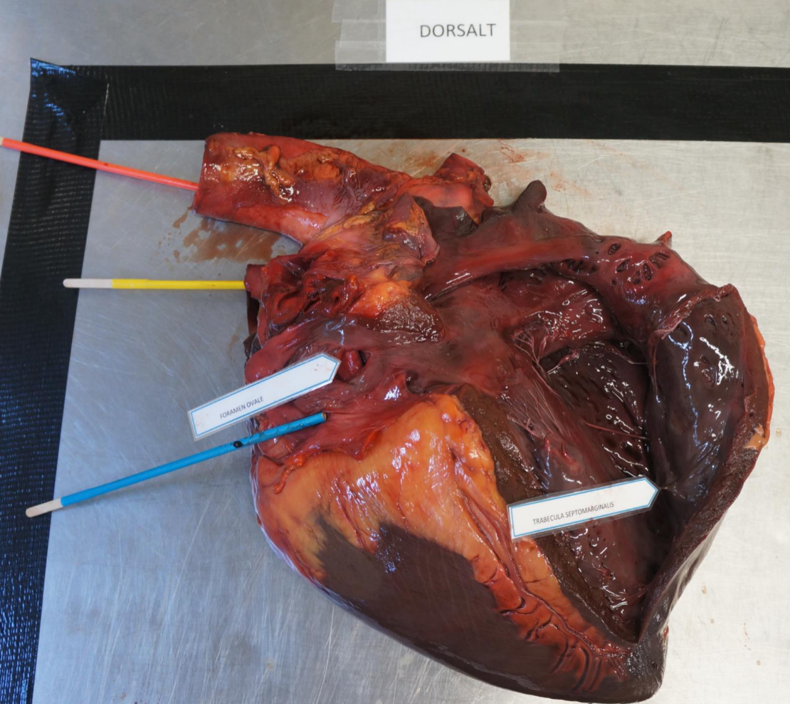 **Post 1.** ***Orientering a organsæt.***

\
**Spørgsmål 1:** Orienter hjertet topografisk korrekt inden for den afmærkede firkant med facies dexter opad, margo ventricularis dexter mod højre og margo ventricularis sinister mod venstre.