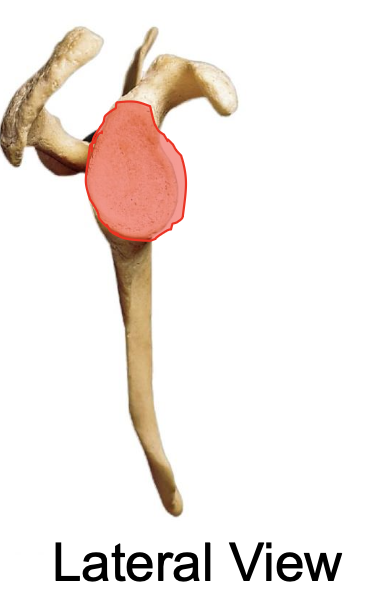 <p>glenoid cavity of the scapula</p>