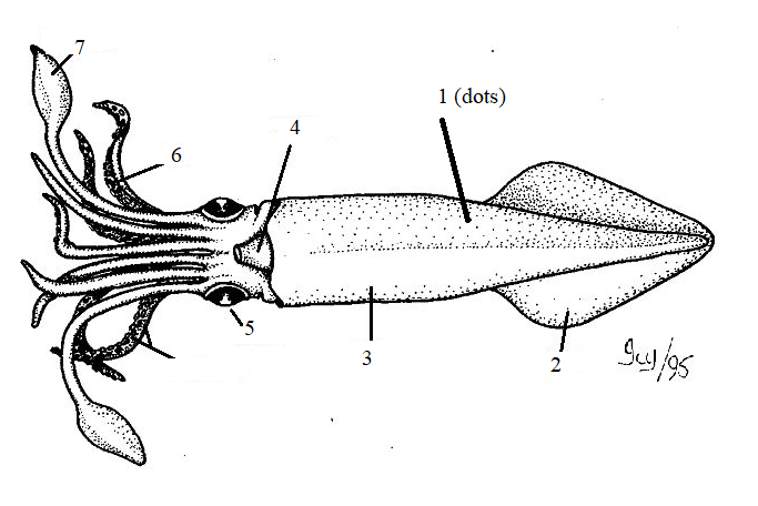 <p>Phylum?Class?<br>1/2/3/4/5/6</p>