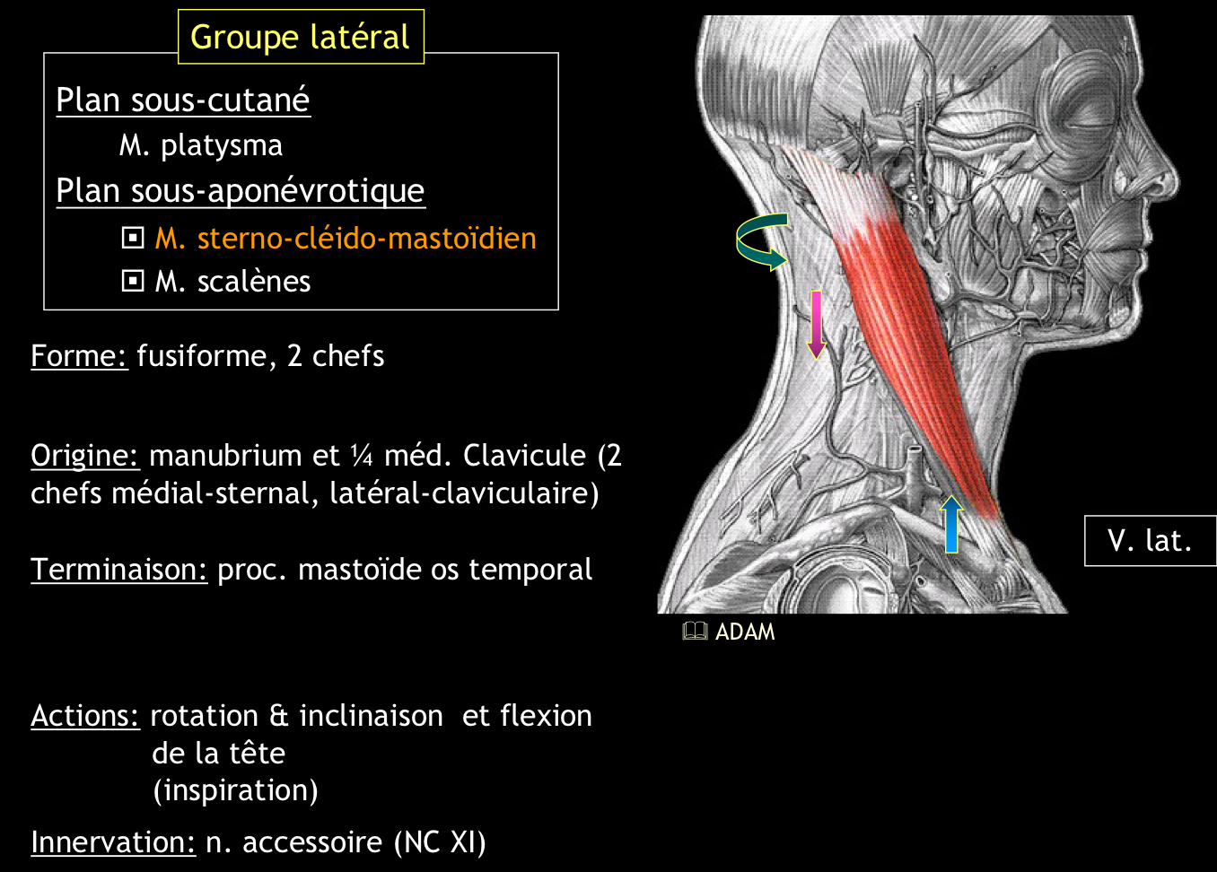 <p>• Si un seul muscle se contracte : inclinaison et rotation de la tête</p><p style="text-align: start">• Si les deux se contractent : flexion de la tête</p><p style="text-align: start">• Point fixe sur la tête : il soulève le sternum (inspiration)</p>