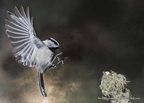 <p><em>Mountain</em> Chickadee</p>