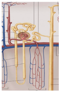<ol><li><p>bowmans capsule (part of corpuscle)</p></li><li><p>proximal convulated/straight tubule</p></li><li><p>loop of henele</p></li><li><p>distal convulated tubule</p></li><li><p>collecting duct</p></li></ol><p></p>