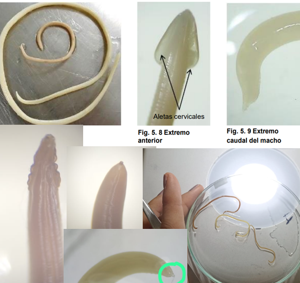 <ul><li><p>localización: intestino delgado</p></li><li><p>Huespedes: gato y otros felinos silvestres</p></li><li><p>Ciclo de vida directo</p></li><li><p>Presents <strong>aletas cervicales anchas y estriadas </strong>(aspecto de flecha)<span data-name="arrow_up" data-type="emoji">⬆</span></p></li><li><p>M: presents espiculas que son iguales y tiene un proceso digitiforme en la punta de la cola.</p></li></ul>