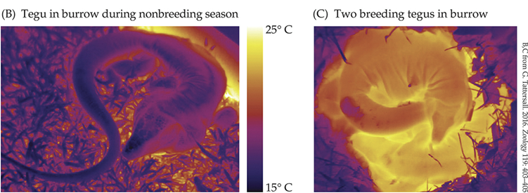 <p><em>S. merianae</em>, a Tegu, can maintain higher body temperatures in burrows (pictured)</p><p><em>Python bivittatus</em>, Burmese Python females can maintain high body temperature when incubating</p>