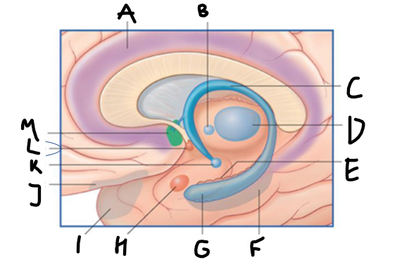 <p>A</p>