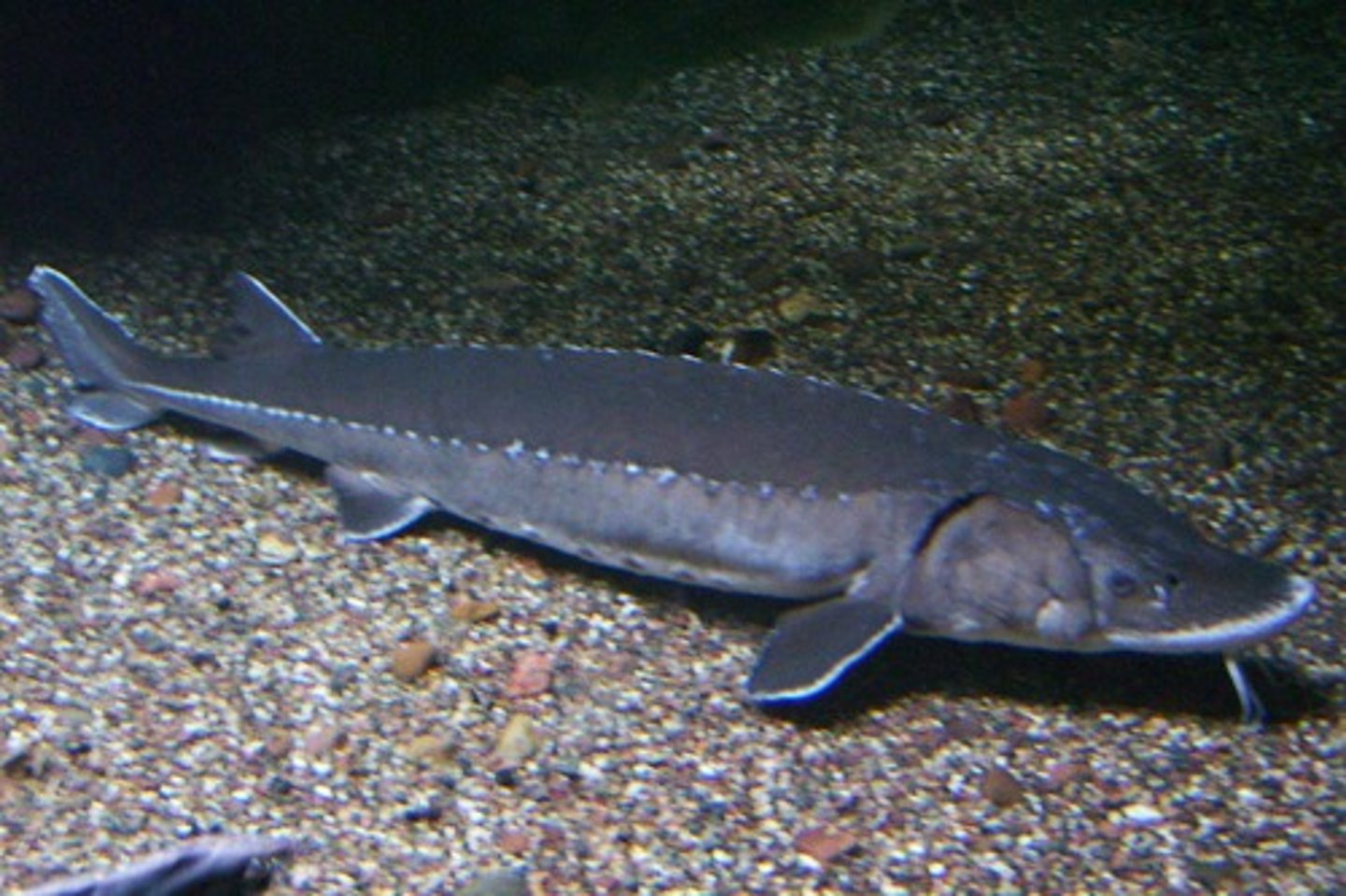 <p>shovel-shaped snout, barbels, large bony scutes, up to 9ft long</p>