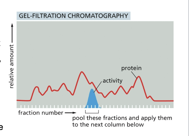 <ul><li><p>a homogenate of cells is fractionated by passing impure protein through the matrix of gel-filtration column</p></li><li><p>the small beads that form the matrix are <u>inert but porous</u>. molecules that are small enough to penetrate into the matrix beads are thereby delayed and travel <u>more slowly</u> through the column than large molecules that CANNOT penetrate</p></li><li><p>beads of cross-linked polysaccharide (dextran, agarose, acrylamide) are available commercially in a wide range of pore sizes making them suitable for the fractionation of molecules of various masses</p></li></ul><p></p>