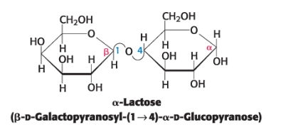<p><span style="color: #000000">Lactose = disaccharide of milk that consists of a galactose linked to a glucose</span></p><ul><li><p><span style="color: #000000">linked by a β-1,4-glycosidic linkage.</span></p></li><li><p><span style="color: #000000">can be hydrolyzed by lactase in human beings and by β- galactosidase in bacteria</span></p></li><li><p><span style="color: #000000">Lack of lactase leads to lactose intolerance</span></p></li></ul><p></p>