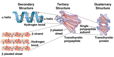 <p>Quaternary structure</p>