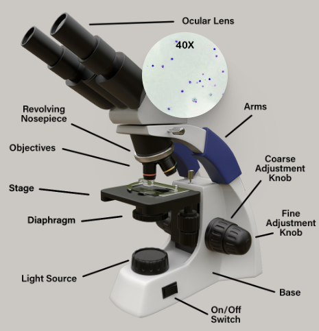 <p>BQ: What is this? <span>The study of the microscopic anatomy of tissues. It is also known as microanatomy.</span></p>