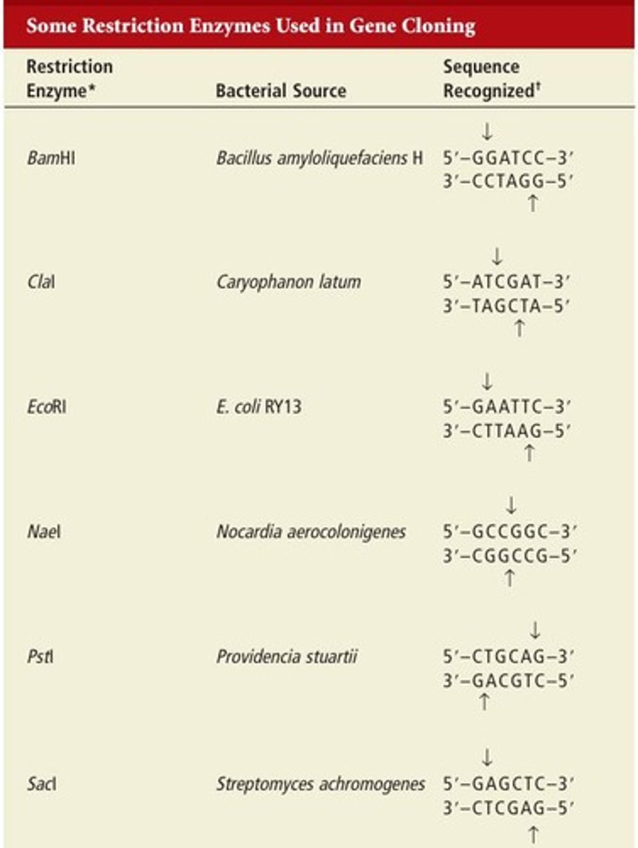 <p>Enzymes that cut DNA at specific locations, creating staggered cuts.</p>