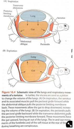 <ul><li><p>Cannot do costal ventilation as ribs are connected to the carapace</p></li><li><p>Instead <strong>connective tissue holds lungs and gut together</strong>, so:</p><ul><li><p>inspire→ contract side muscles, gut moves down, moves lungs down too, increase in volume, take air in</p></li><li><p>expire→ muscles contract, push gut up, lungs move up too, decrease in volume, release air</p></li></ul></li><li><p>Can be modified:</p><ul><li><p><span>aquatic turtles use the hydrostatic pressure of the water too</span></p></li><li><p><span>some use a vascularised pharynx or a vascularised cloaca</span></p></li></ul></li></ul>