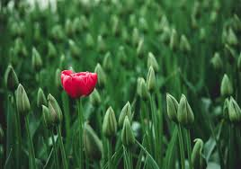 <p>To be very noticeable and different among a group of people or things that are all very similar.</p><ul><li><p><em>Jane's particular fashion sense makes her _, but I'm not sure that's always a good thing.</em></p></li><li><p><em>They'll be getting hundreds of applications from people with similar experience, so you need to do something to make your resume _.</em></p><p>→ nổi bật trước một nhóm người</p></li></ul><p></p>