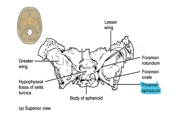<p>foramen spinosum</p>