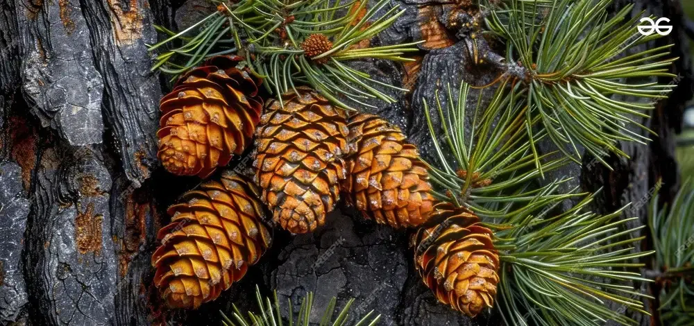 <p>llojet e gjinisë Pisha (pishore;halore)</p>