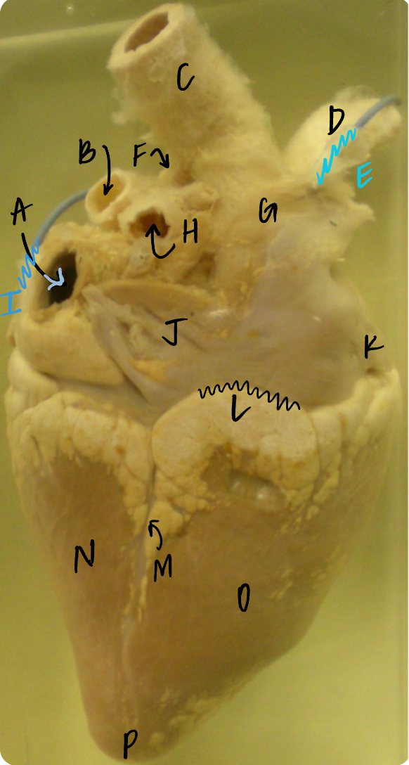 <p>J </p><p>(calf heart, atrial surface) 2 mo</p>