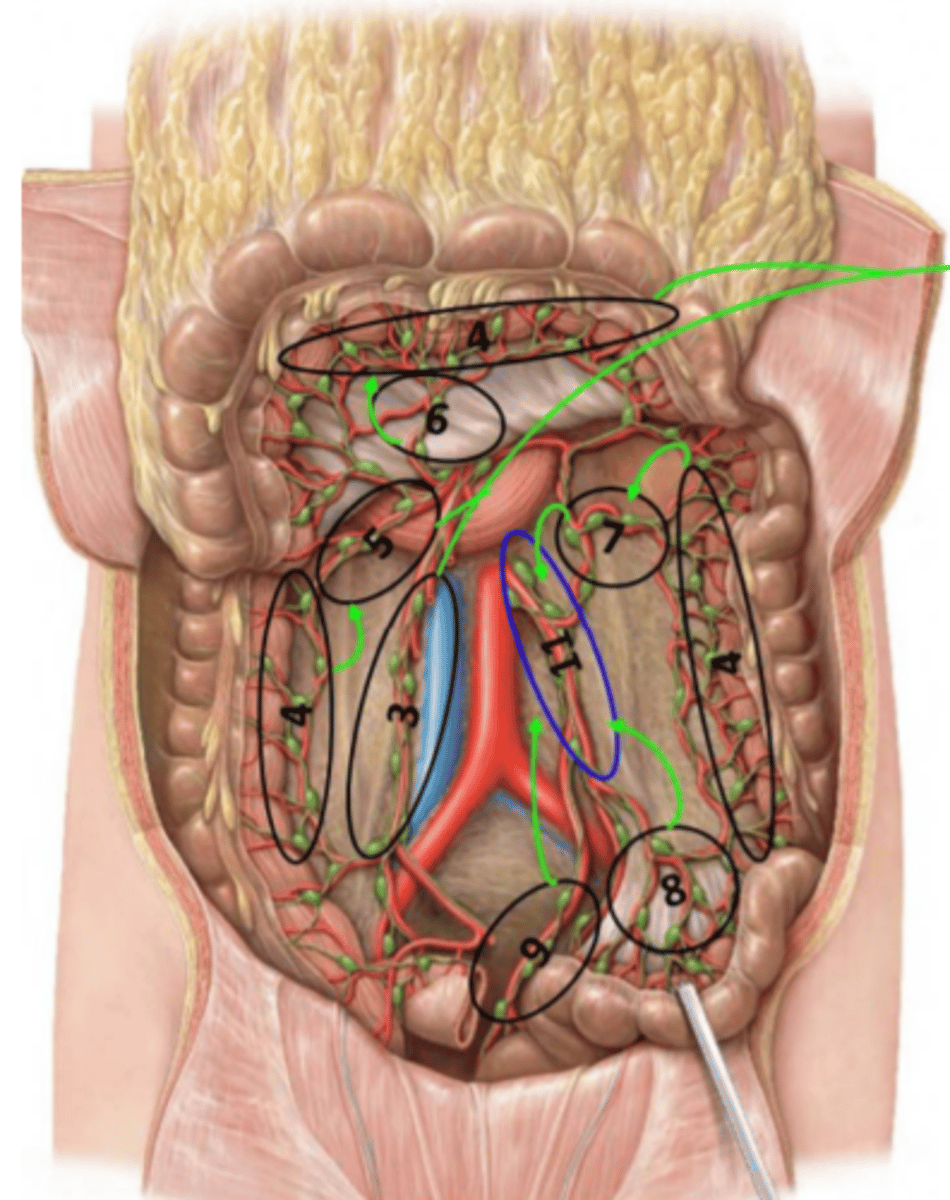 <p>Location: Along the large and small intestines within the mesentery proper and their blood vessels</p><p>Description: Receives lymph from the large and small intestines</p>