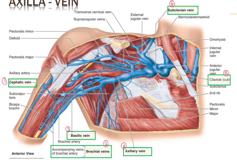 <ol><li><p>Cephalic vein</p></li><li><p>Basilic vein</p></li><li><p>Brachial veins</p></li><li><p>Axillary vein</p></li><li><p>Clavicle</p></li><li><p>Subclavian vein</p></li></ol>