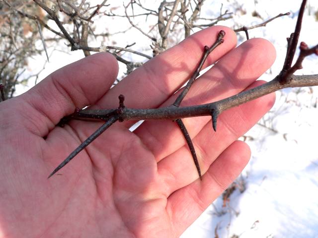 Blade: 3 to 5 lobed, and are 2-6 cm in length, deltoid, ovate, or rhomboid shaped
Bark:  gray with shallow, longitundial fissures with narrow ridges, younger trees the bark is smooth and gray, with age, the bark darkens into a shade of brown and develops fissures and ridges