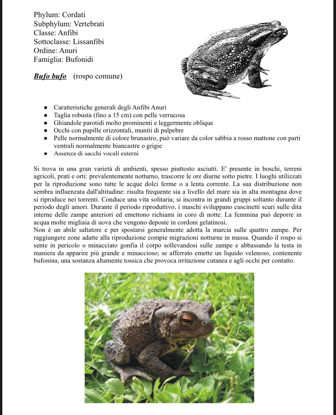 <p>Bufo bufo</p>