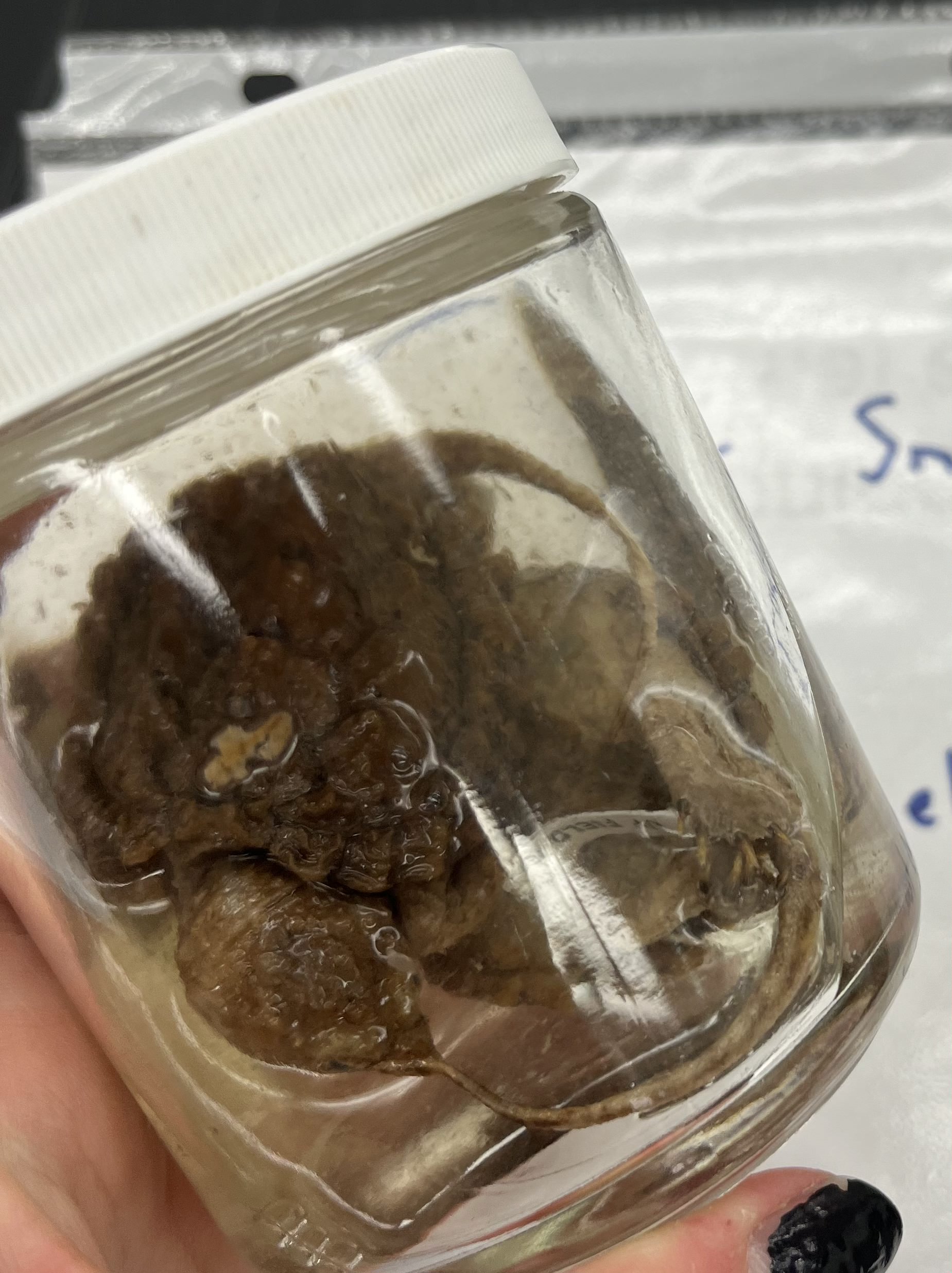 <ul><li><p>spikey scutes</p></li><li><p>tail almost as long as carapace</p></li><li><p>small</p></li><li><p>pointy head</p></li></ul><p></p>