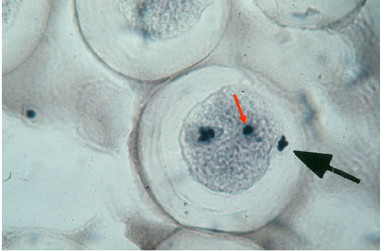 <p>This cell has completed ________ __. We know this because a _____ ____ (large black arrow) has been extruded. The ___ _________ (smaller, red arrow) are still undergoing _______.</p>