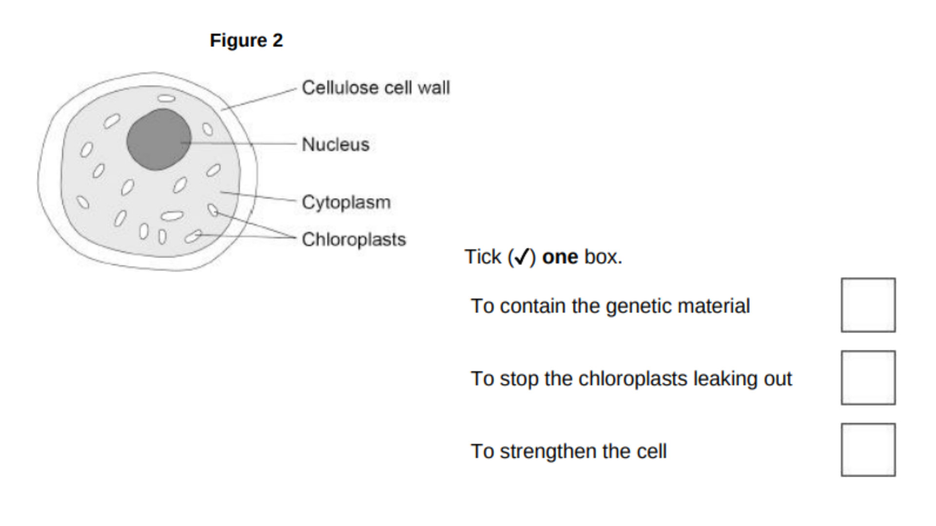 <p>Figure 2 shows an algal cell.</p><p>What is the function of the cell wall?</p>