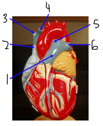 <p><span><span>Do blood vessels 5/6 carry oxygenated or deoxygenated blood?</span></span></p>
