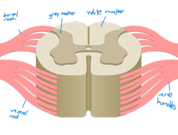 <ul><li><p>white matter myelinated</p></li><li><p>grey matter not myelinated</p></li></ul><p></p>