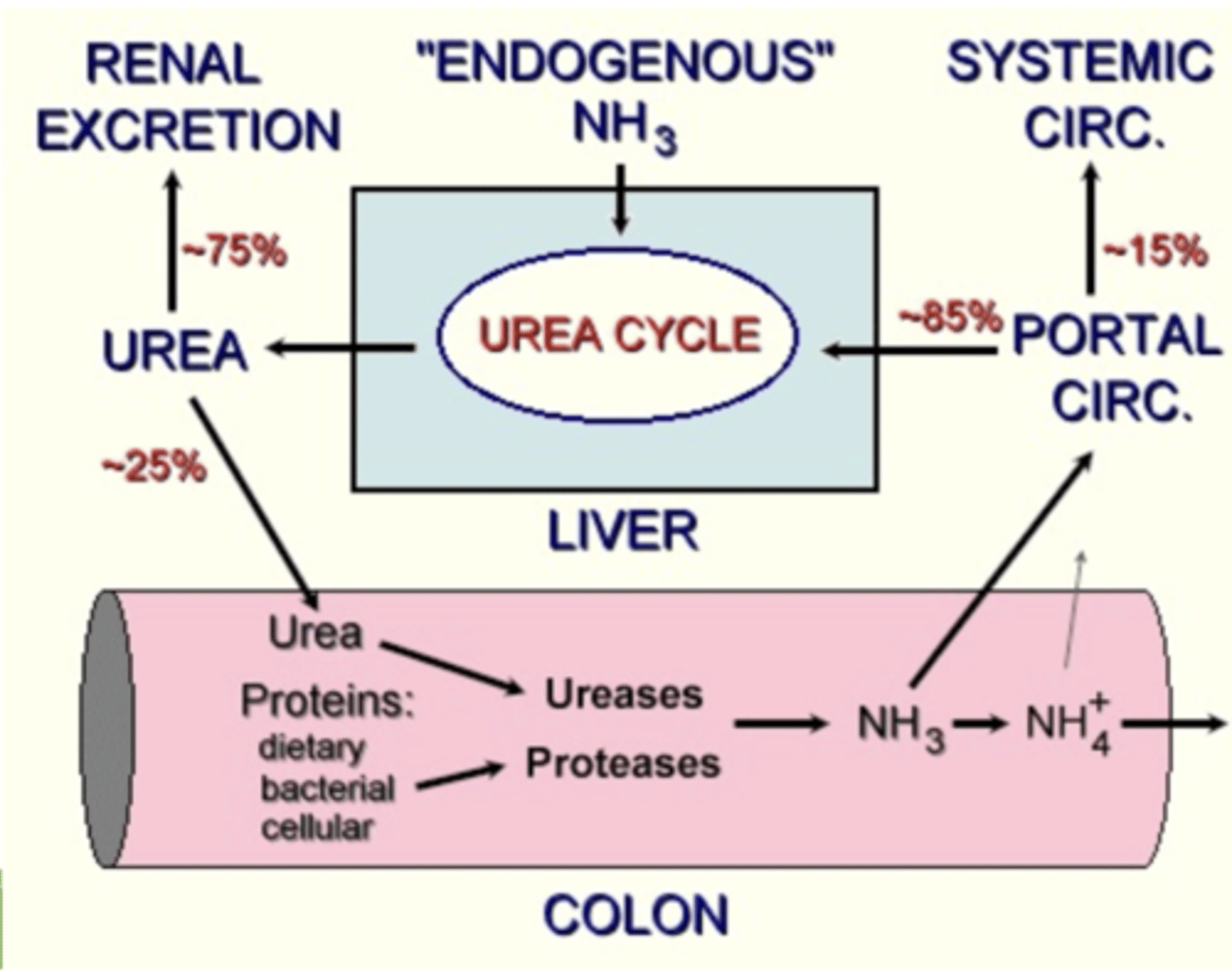 <p>a small amount is normal.</p><p>this is because although most urea goes to the kidney, 25% goes to the colon and from there can enter the portal circulation.</p>