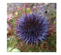 <ul><li><p class="">"Echinodermata" means "prickly skin" (due to external spines or projections)</p></li><li><p class="">Calcareous endoskeleton: plates or scattered ossicles</p></li><li><p class="">Evolved from bilateral ancestors (larvae show bilateral symmetry)</p></li><li><p class="">Adults have <strong>pentaradial symmetry</strong> with <strong>ambulacral (radial) grooves</strong></p></li><li><p class="">Unique <strong>water vascular system</strong> for movement and feeding</p></li><li><p class="">No brain</p></li><li><p class="">Usually a <strong>complete digestive system</strong></p></li><li><p class=""><strong>Cannot osmoregulate</strong> → avoid brackish water</p></li><li><p class="">Mostly <strong>benthic (bottom-dwelling)</strong> species</p></li><li><p class="">No known <strong>parasitic</strong> echinoderms (few are commensal)</p></li><li><p class="">Feeding varies: some are <strong>particle feeders</strong>, others <strong>predators</strong></p></li></ul><p></p>