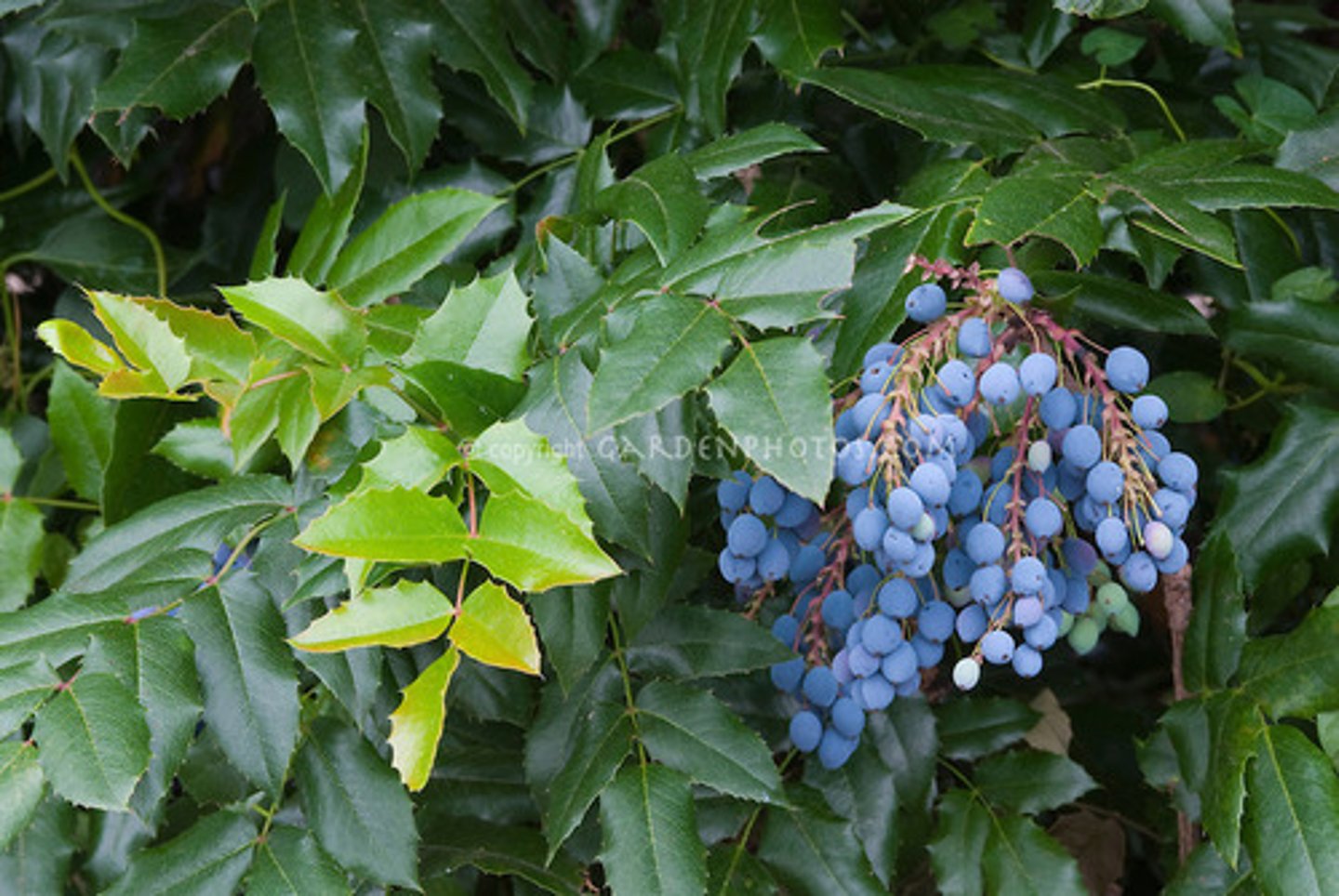 <p>Seasonal Bloomer & uses</p><p>- Flowers appear in mid-April, followed by berries in late May.</p><p>- Leaves emerge early in spring and are edible in small amounts.</p><p>- Berries make a good jelly (with some sugar)- traditionally dried and saved for winter</p><p>- Bark and berries used as medicine for respiratory, liver, gall-bladder and eye problems</p><p>- Shredded bark of the roots and stems used to make a bright yellow dye for basket materials</p><p>Wildlife & Landscaping</p><p>- Berries are eaten by birds and small mammals. They are edible but sour.</p><p>- Commonly planted in local gardens due to its resilience and evergreen leaves.</p>