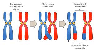 <p><strong><span>Crossing over: the chromosomes exchange pieces of DNA making more space for genetic variation&nbsp;</span></strong></p><p><span>Crossing over is when chromosomes exchange pieces of DNA, mixing up the genetic code. Lastly, during fertilization, an egg and sperm join, creating a new combination of genetic material that's a mix of both parents. These processes make each person unique, like a genetic puzzle with pieces from both mom and dad.</span></p>