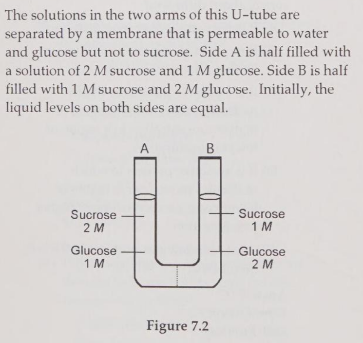 <p>Initially, in terms of tonicity, the solution in side A with respect to that in side B is</p><p>A) hypotonic.</p><p>B) plasmolyzed.</p><p>C) isotonic.</p><p>D) saturated.</p><p>E) hypertonic</p>