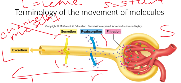 <p>•A substance may enter tubules through glomerular filtration or tubular <strong>______</strong> (capillary to lumen).</p>