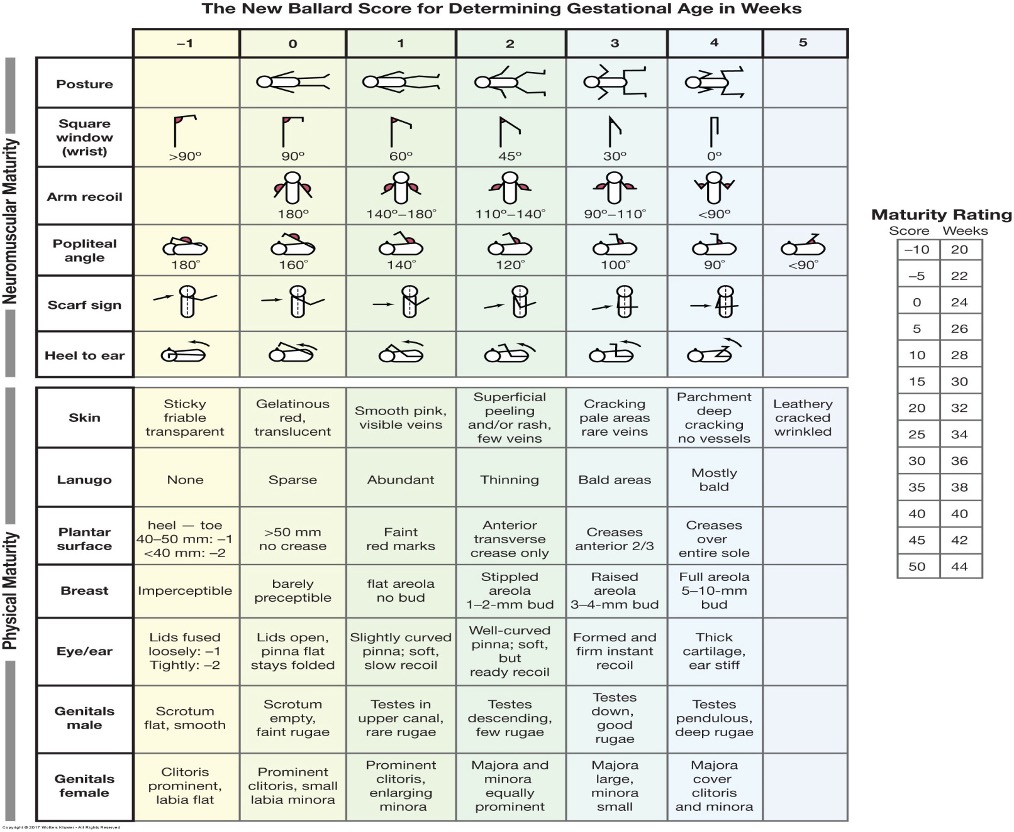 <p>Ballard scoring system</p>