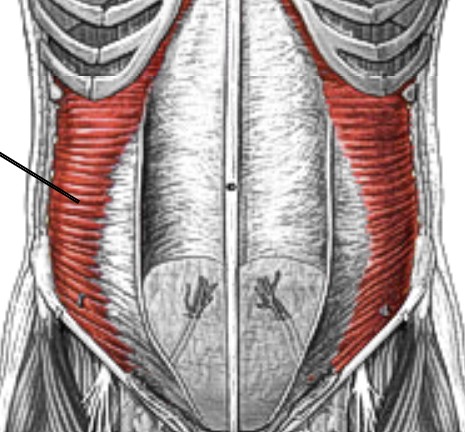 <p>Which muscle of the abdomen is:</p><ul><li><p>Wraps around abdomen</p></li><li><p>Action: compress abdominal contents</p></li><li><p>Nerve: <span style="color: yellow;">T7-T12 </span>nerve roots</p></li></ul><p></p>