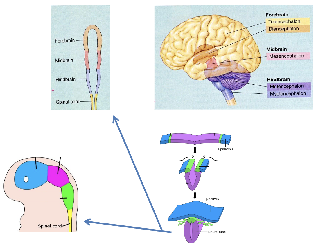 <p>IN THE WOMB</p><p><strong>0-4 weeks: </strong>Embryonic membrane pinches off and forms<strong> neural progenitor cells, </strong>which begin to form a hollow <strong>neural tube </strong>(frame for the CNS & CSF) via <u>symmetrical</u> cell division (where 2 daughter cells are also neural progenitor cells). This is forming the brain’s ventricle space.</p><p><strong>4-8 weeks: </strong><u>Symmetrical</u> cell division halts, commencing <u>asymmetrical</u> cell division (where neural progenitor daughter cells migrate away from the neural tube and divide into either 2 <strong>neurons</strong> or 2 <strong>glial cells</strong> instead). This is gradually forming the rest of the cerebrum.</p><p><strong>5 months: </strong>Fetus has produced roughly 85 billion neurons in the human brain (the most we could ever have). However, many neurons die (undergo apoptosis) before birth (ostensibly due to a lack of accommodation in the network at term).</p><p></p>
