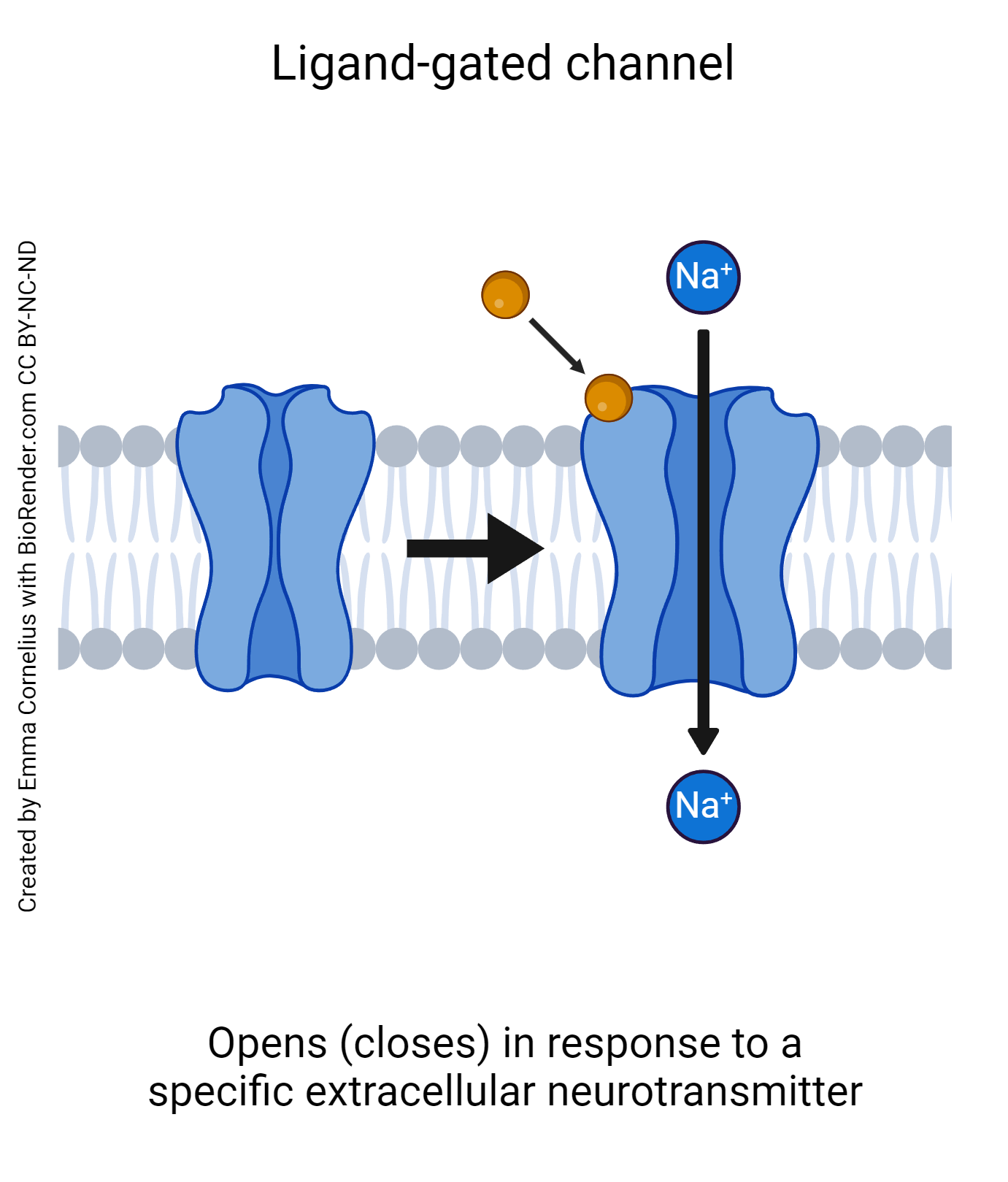 <p>type of gated channel protein that opens and closes in response to binding a specific ligand/chemical signal</p>