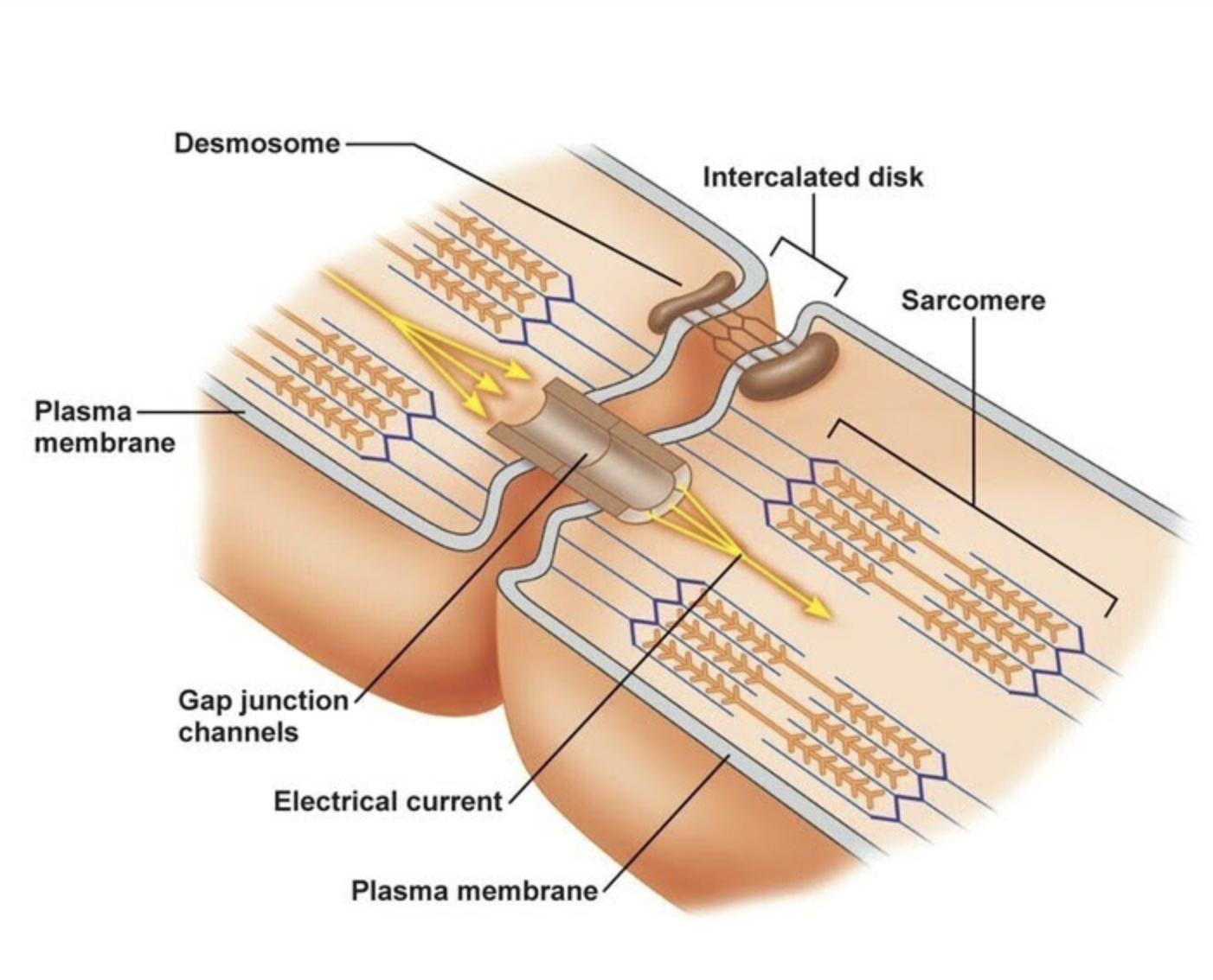 zoom into intercalated discs
