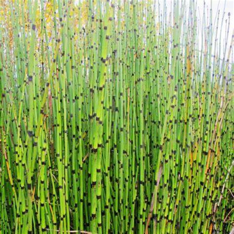 Family: Equisetaceae

SN: Equisetum hyemale