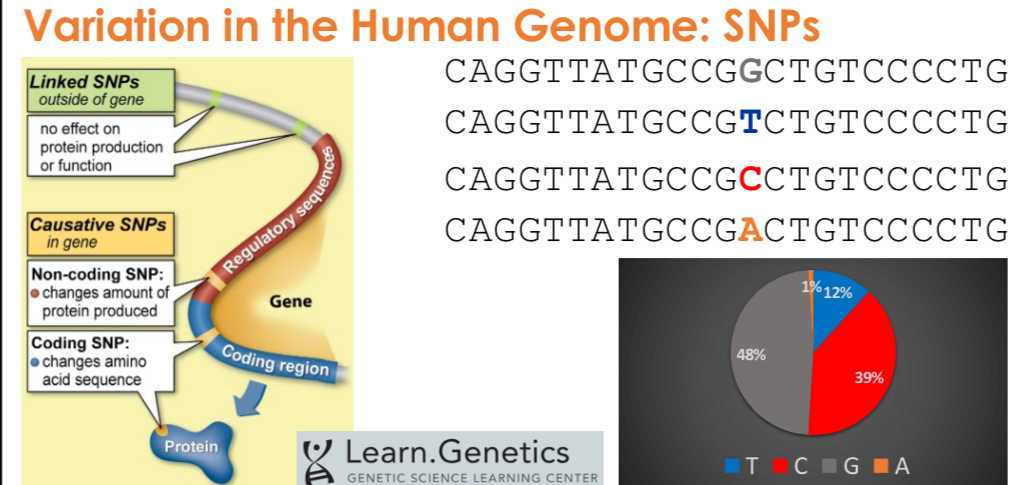 <p>SNP’s cause variation in human genome, and different variants may be differently abundant. Eg A is rare and G is common.</p>