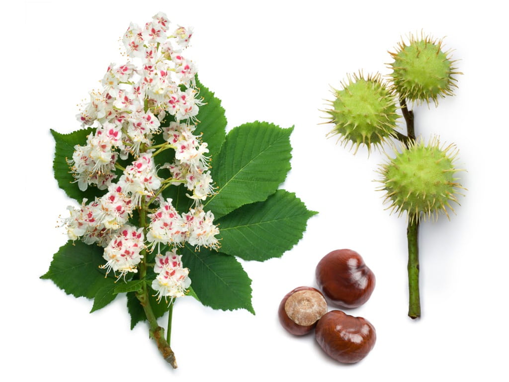 <p><strong>Horse Chestnut (<em>Aesculus hippocastanum</em>)</strong></p><ul><li><p class="">Not native to Ireland</p></li><li><p class="">Large white flower spikes ("candles") in spring</p></li><li><p class="">Palmate compound leaves (5–7 leaflets)</p></li><li><p class="">Spiky green fruit with large shiny brown seed ("conker")</p></li></ul><p></p>