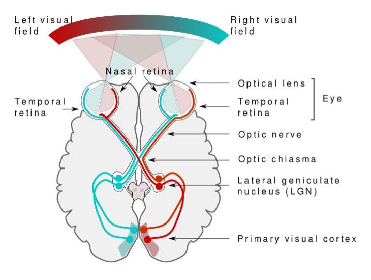 <ol><li><p>Left visual field reaches the right portion of the retina, and vice versa. The lens <strong>inverts </strong>the image.</p></li><li><p><strong>Optic nerve axons</strong> from the nasal half of the retina cross at the <strong>optic chiasm.</strong></p><ul><li><p>Separates the visual information by visual field:</p><ul><li><p><strong>Left</strong> visual field information from <strong>both eyes is</strong> now in the <strong>right hemisphere</strong></p></li></ul></li></ul></li><li><p>Most optic tract axons terminate in the <strong>lateral geniculate nucleus,</strong></p><ul><li><p>Some terminate in the <strong>superior colliculus,</strong></p></li></ul></li><li><p>LGN neurons project via <strong>optic radiation</strong> to the <strong>primary visual cortex </strong>(V1).</p></li></ol><p></p>