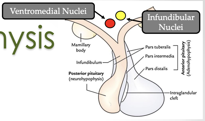 <p><strong><u>What:</u> </strong><span style="color: red;"><strong>Anterior pituitary </strong></span></p><p><strong><u>Function:</u> </strong><span style="color: red;"><strong>Produce</strong></span><strong> </strong>and <span style="color: red;"><strong>secrete hormones</strong></span></p><p><strong><u>Where and what are the cell bodies of adenohypophysis hormones located:</u></strong></p><ul><li><p><strong><u>Located:</u></strong> In the <span style="color: green;"><strong>hypothalamus</strong></span><strong> </strong></p></li><li><p><strong><u>What:</u></strong></p><ul><li><p><span style="color: green;"><strong>Infundibular nucleus </strong></span></p></li><li><p><span style="color: green;"><strong>Ventromedial nucleus </strong></span></p></li></ul></li><li><p><strong><u>Function of these cells:</u> </strong>Produce <span style="color: green;"><strong>releasing</strong></span><strong> </strong>or <span style="color: green;"><strong>inhibiting</strong></span><strong> </strong>hormones that <span style="color: green;"><strong>regulate</strong></span><strong> </strong>the <span style="color: green;"><strong>anterior pituitary </strong></span></p></li></ul><p><strong><u>How do hypothalamic hormones reach the anterior pituitary:</u></strong></p><ul><li><p>After the hypothalamic production of releasing/inhibiting hormones </p></li><li><p>Hormones enter<span style="color: red;"> <strong>primary capillary plexus</strong></span><strong> </strong>(<em>median eminence</em>) </p><ul><li><p>Which is at the <em>base of hypothalamus </em></p></li></ul></li><li><p>Then they are carried by the<span style="color: red;"> <strong>portal veins</strong></span><strong> </strong>to the <span style="color: red;"><strong>secondary capillary plexus </strong></span></p><ul><li><p>Which is in the <em>adenohypophysis</em> </p></li></ul></li><li><p>Hormones <span style="color: red;"><strong>diffuse</strong></span><strong> </strong>to <span style="color: red;"><strong>pituitary cells </strong></span>→ stimulate or inhibit hormone secretion </p></li></ul><p><strong><u>Species where adenohypophysis is histologically prominent:</u></strong></p><ul><li><p><span style="color: red;"><strong>Equine</strong></span></p></li><li><p><span style="color: red;"><strong>Canine</strong></span></p></li><li><p><span style="color: red;"><strong>Ruminant</strong></span></p></li></ul><p><strong><u>3 components:</u></strong></p><ul><li><p><span style="color: rgb(201, 24, 74);"><strong>Pars distalis</strong></span><strong> </strong>(<em>biggest, main part that secretes anterior pituitary hormones</em>) #c9184a</p></li><li><p><span style="color: rgb(247, 174, 248);"><strong>Pars tuberalis</strong></span> (<em>tip that wraps around pituitary stalk</em>) #f7aef8</p></li><li><p><span style="color: rgb(219, 0, 182);"><strong>Pars intermedia</strong></span><strong> </strong>(<em>between anterior and posterior pituitary</em>) #db00b6</p></li></ul><p></p>