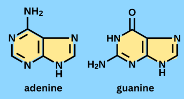 <p>Nitrogenous bases with 2 rings. This group of nitrogenous bases includes Adenine and Guanine which are both found in DNA.</p>