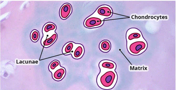 <p>contains a matrix of PROTEINS and CHRONDROCYTES within small pits called lacunae </p>