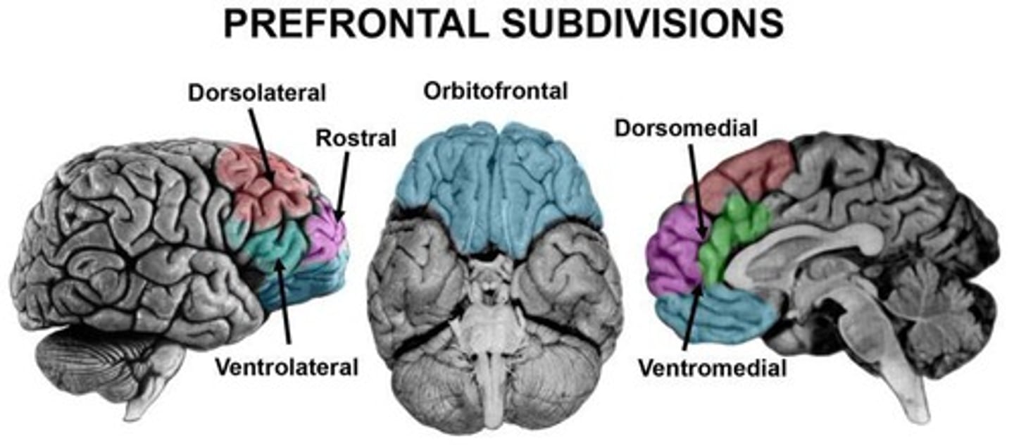 <p>The prefrontal cortex (PFC) in rats, monkeys, and humans is particularly involved in attentional shifting.</p>