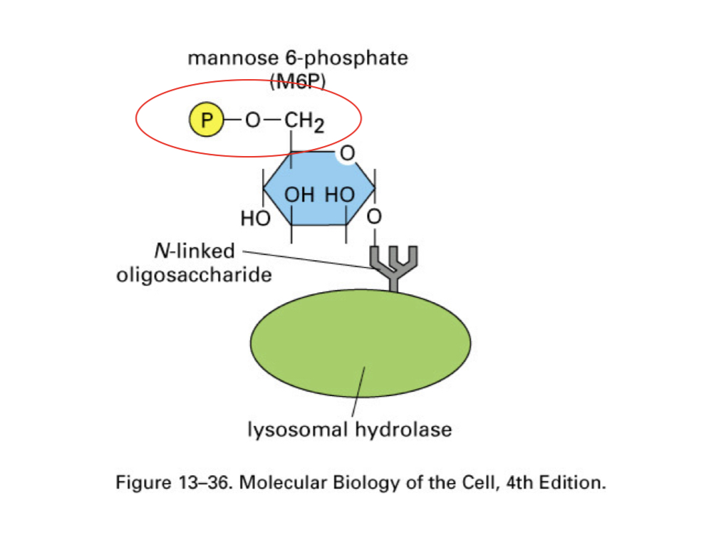 <p>a “mannose-6-phosphate” signal</p>