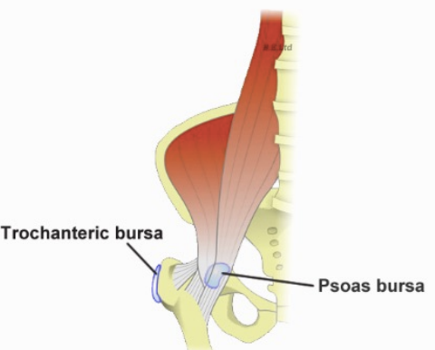 <p>Iliopsoas bursae</p>